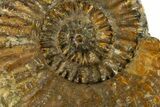 Jurassic Ammonite Fossil - France #311821-2